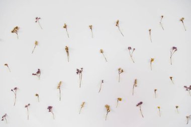 Beyaz bir duvara bantlanmış çeşitli küçük, kurumuş çiçeklerin minimalist düzenlemesi, basit ve zarif bir botanik sanat sergisi sergiliyor..