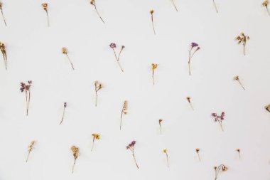Beyaz bir duvara bantlanmış çeşitli küçük, kurumuş çiçeklerin minimalist düzenlemesi, basit ve zarif bir botanik sanat sergisi sergiliyor..