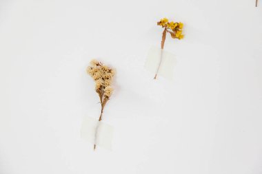 Kurumuş çiçekler, beyaz bir duvara güzelce yapıştırılarak ev dekorasyonundaki doğal basitliğin ve botanik elementlerin güzelliğini vurgulayan minimalist ve sanatsal bir görüntü yaratıyor..