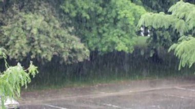 Şiddetli yağmur arka planda yemyeşil ağaçlarla dolu bir sokağa yağıyor. Yaz yağmurunun esansını yakalıyor..