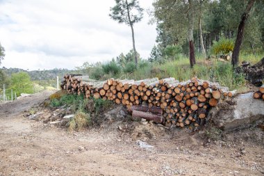 Kırsal bir orman ortamında düzgünce istiflenmiş kütükler, yeşilliklerle çevrili ve kirli bir patika, bulutlu bir gökyüzünün altında, ağaç kesme sürecini ve doğal manzarayı gösteriyor..