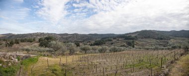 Panoramik kırsal üzüm bağları ve zeytin ağaçları parçalı bulutlu bir gökyüzü altında teraslı tepeler ve yemyeşil bitki örtüsü altında yayılıyor. Portekiz Trs-os-Montes manzarası.