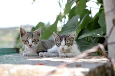 Güneşli bir günde iki meraklı kedi yavrusu, yemyeşil yeşilliklerle çevrili, geniş, meraklı gözlerle çevrelerini gözlemleyerek yan yana uzanır..