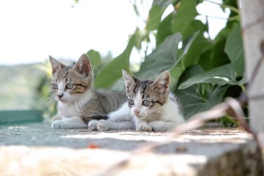 Güneşli bir günde iki meraklı kedi yavrusu, yemyeşil yeşilliklerle çevrili, geniş, meraklı gözlerle çevrelerini gözlemleyerek yan yana uzanır..