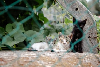 Üç sevimli kedi yavrusu, bir siyah ve iki tekir, çitin arkasındaki bir çıkıntıda dinleniyorlar, yemyeşil yapraklarla çevrili, merak ve sükunet dolu bir an sergiliyorlar..