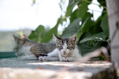 Güneşli bir günde iki meraklı kedi yavrusu, yemyeşil yeşilliklerle çevrili, geniş, meraklı gözlerle çevrelerini gözlemleyerek yan yana uzanır..