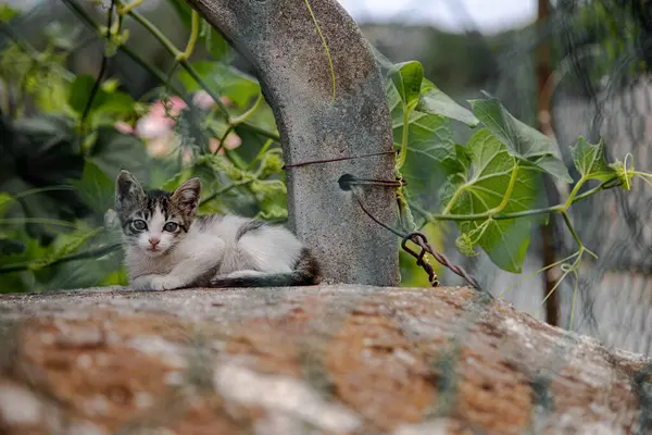 Genç bir tekir kedi yavrusu yerde yatıyor. Yumuşak yeşil gözleri sevimli kedinin dikkatini çekiyor..