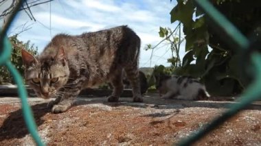 Bir tekir kedi, güneşli bir günde kırsal alanda bir şeyler yemekle ve oynamakla meşgulken tel çitin arkasındaki bir yüzey boyunca dikkatlice sinsice dolaşır..