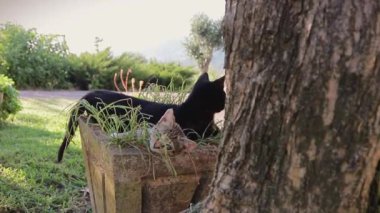 Bir kara kedi ve bir tekir kedi, güneşli bir günde bir bahçe ekicisinde rahatlar, doğal ortama karışır ve çevrelerini merakla izlerler..