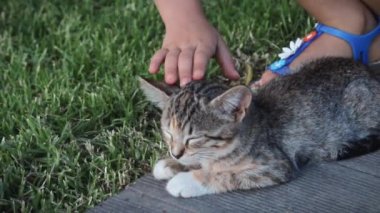 Bir tekir kedi yavrusu çimenli bir çimenlikte bir çocuğun nazik bir şekilde okşamasından zevk alır. Genç bir evcil hayvanla bir çocuk arasında hassas bir bağ olduğunu gösterir..
