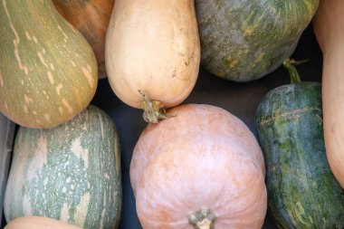 Çeşitli kabak türleri, tereyağı ve yeşil balkabağı, doğal doku ve renklerin sergilenmesi, sonbahar ve kış yemekleri için idealdir..