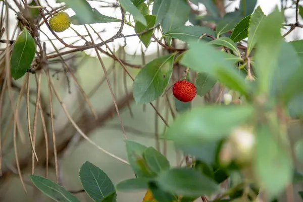 Çilek ağacı (Arbutus unedo) çeşitli olgunluk aşamalarında meyveler, canlı kırmızı ve turuncu meyveler yemyeşil yapraklara karşıdır..