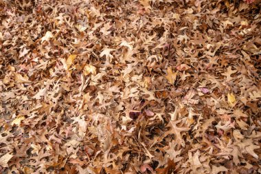 Mevsimsel çürümenin doğal güzelliğini ve güz yapraklarının zengin dokusunu gösteren yoğun bir kahverengi ve altın sonbahar meşe yaprakları yığını. Sonbahar arkaplanı