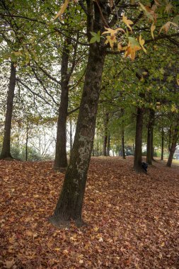 Ağaçlarla çevrili sakin bir sonbahar sahnesi, sık kahverengi yapraklarla çevrili, mevsimin güzelliğini ılık tonlarla ve sakin bir atmosferle gözler önüne seriyor. Matosinhos, Portekiz