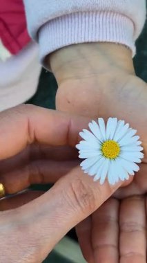Bir anne, kızı onu tutarken nazikçe parmaklarının arasında papatya çevirir. Sevgi ve bağlılık dolu bir anı paylaşır. Bakımı, masumiyeti ve şefkati simgeleyen basit ama derin bir jest..