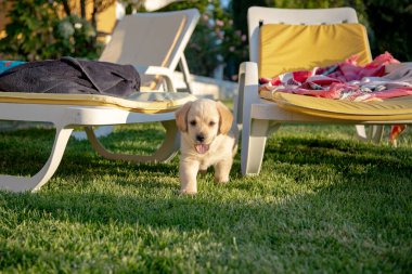 Sıcak bir yaz öğleden sonrasında, bir bahçede Golden Retriever köpeği güneş pansiyonlarının yakınındaki çimlerde neşeyle yürüyor. Ailesiyle oynadıktan sonra gölgenin ve sessizliğin tadını çıkarıyor..