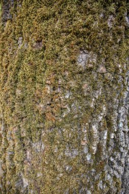 Portekiz 'de halka açık bir parktaki ağaç kabuğunun yakın çekimi. Doku ve yaşı vurgulamak için gün ışığında çekilmiş. Sessiz bir yürüyüş sırasında bir gözlemci tarafından kaydedilen doğa detayları.