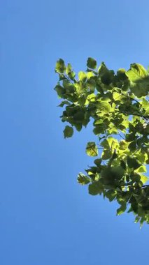 Güneşli bir öğleden sonra rüzgarda sallanan yeşil yaprakları seyreden huzurlu bir an. Parkta bir yerde yakalanmış. Doğayla olan bağını ve sakinliğini çağrıştırıyor..