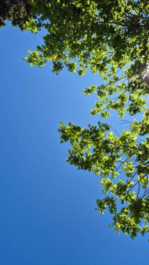 Güneşli bir öğleden sonra rüzgarda sallanan yeşil yaprakları seyreden huzurlu bir an. Parkta bir yerde yakalanmış. Doğayla olan bağını ve sakinliğini çağrıştırıyor..
