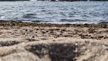 Dalgalar Vila do Conde, Portekiz 'deki deniz yosunlarıyla benekli kumlu kıyıya ulaşır. Uzak kayalıklı deniz manzarası ve deniz feneri rahatlamayı ve Atlantik kıyısının güzelliğini çağrıştırıyor..