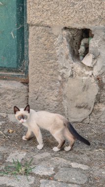 Sokak kedisi gündüz vakti sokakta tek başına duruyor. Taş duvarlı arka plan, halka açık alanlardaki vahşi hayvanların izolasyon, tetikte olma ve günlük yaşamlarını ön plana çıkarıyor..
