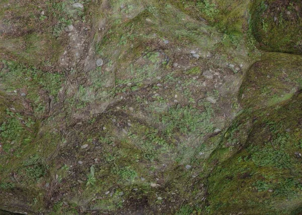 Boden Wald Textur Hintergrund — Stockfoto