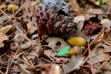 Roussillon, Fransa 'nın manzarası 