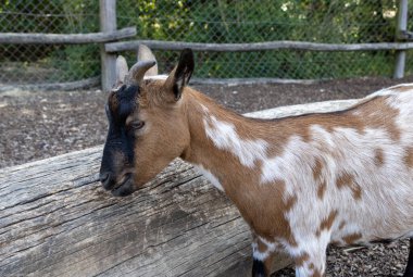 Hayvanat bahçesindeki beyaz keçi