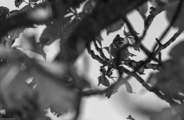 Parktaki genç bir kadının siyah beyaz fotoğrafı.