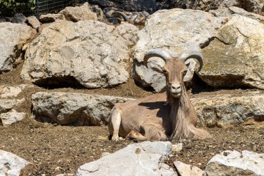 Hayvanat bahçesinde büyük beyaz bir koyun