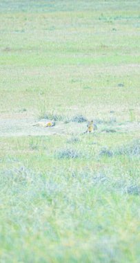 Çimlerdeki kuş. Mara Patagonica, emin Argentino 