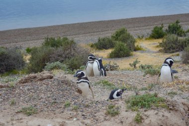 Pinginos de Magallanes serbest. Park adasındaki bir plajda penguenlerin