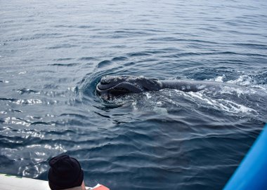Yunuslar denize dalıyor