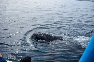 Denizde bir balina. Ballena Franca Austral 