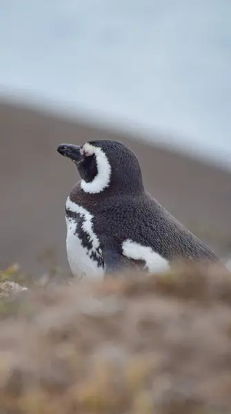 Karda bir kuş. Pinginos de Magallanes 