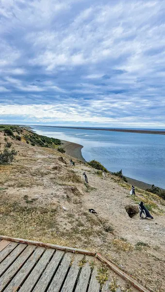 Deniz manzarası çok güzel. Patagonya Arjantin 