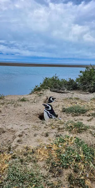 Sahilde sevimli bir penguenin yakın plan fotoğrafı.