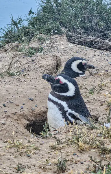 Bir çift penguen. Pinginos de Magallanes. Patagonya Arjantin 