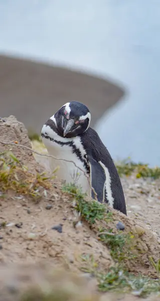 Doğadaki penguen Karadeniz 'de