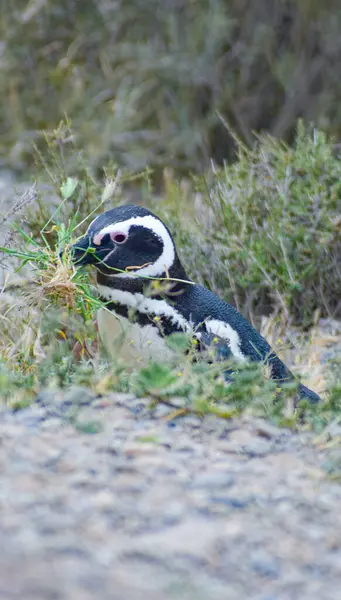 Pelerin pengueni (euhensus demerus )
