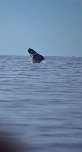 Ballena Franca Austral. Denizde yüzen bir fok.