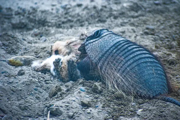 Peludo, nafaka de una liebre