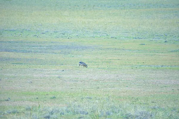 Tarladaki yeşil çimenler. Mara patagonica
