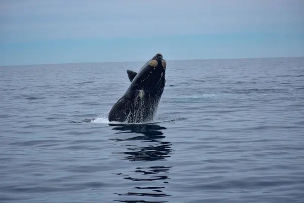 Patagonya 'daki balina, Ballena Franca Austral 
