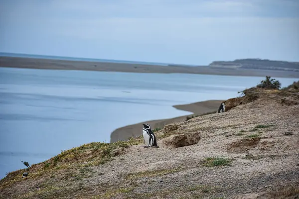 Deniz kıyısındaki penguen. Pinginos de Magallanes 