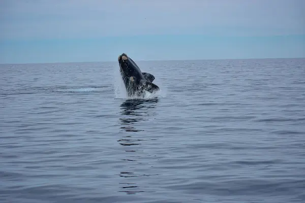 Balina havada zıplıyor. Ballena Franca Austral 
