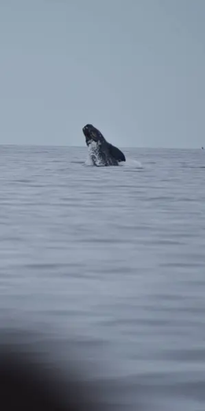Balina Atlantik Okyanusunda yüzüyor