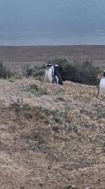 Kıyıdaki penguen. Patagonya Arjantin 