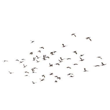 ejderhaların uçuşu 3B oluşturma