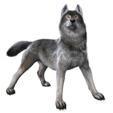 Warg Wolf boyalı 3D çizim